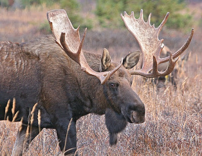 bull moose 591100 640